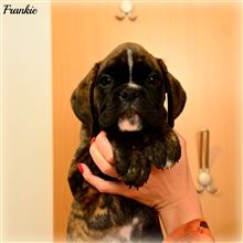 8 weeks